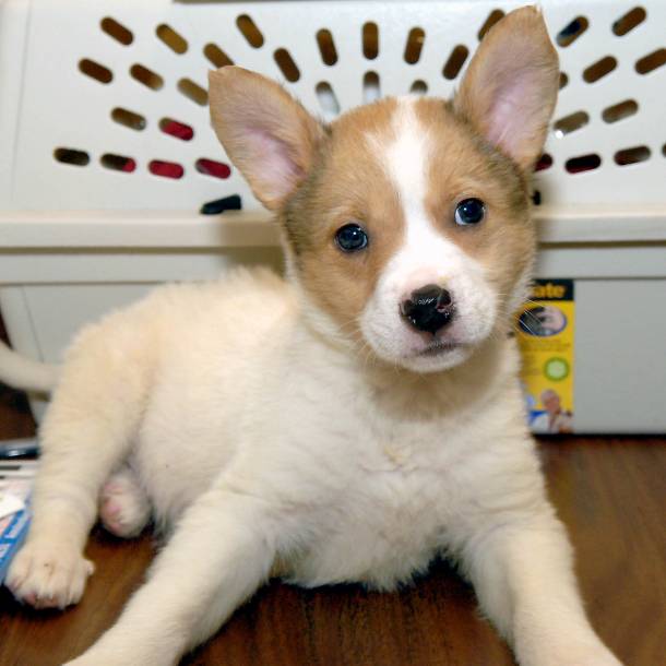When picking a puppy, select a breed with characteristics that match those of your family.