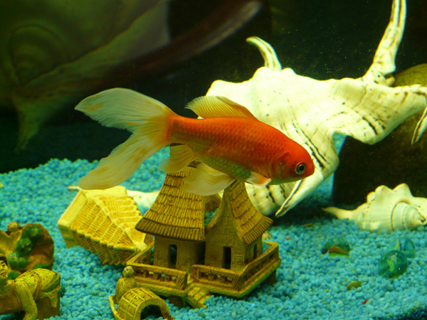 veiltail_fish_goldfish-small